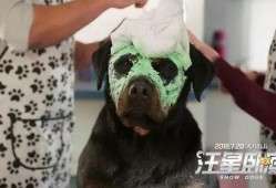 汪星卧底在线观看,萌犬侦探的神秘冒险