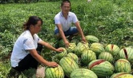 新沂网红吃瓜事件真相,真相背后的网络狂欢与反思