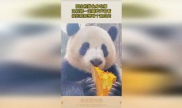 娱乐吃瓜熊猫视频,趣味视频背后的故事