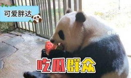 娱乐吃瓜熊猫视频,趣味视频背后的故事