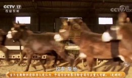 玛雅五哥爆料二驴视频,二驴最新视频幕后真相曝光