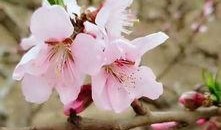 叶兰爆料视频大全最新,揭秘娱乐圈不为人知的一面