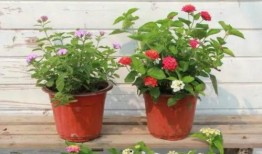 呼市美食爆料视频最新,最新爆料视频带你领略塞上美食风情