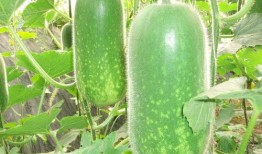 网红周丽珊吃瓜图片高清,高清美照引网友热议