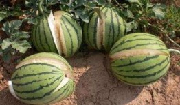 新沂网红吃瓜事件真相,真相背后的网络狂欢与反思