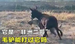 玛雅五哥爆料二驴视频,二驴最新视频幕后真相曝光