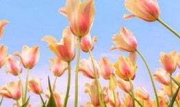 叶兰爆料视频大全最新,揭秘娱乐圈不为人知的一面